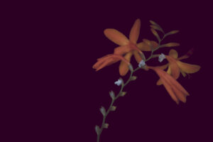 写真作品