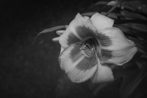 写真作品