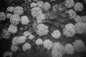 写真作品