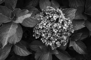 写真作品