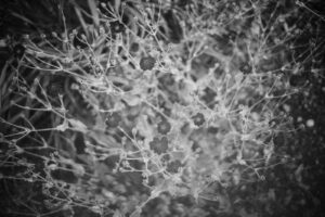 写真作品