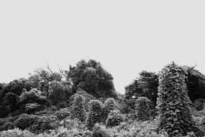 写真作品
