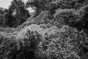 写真作品