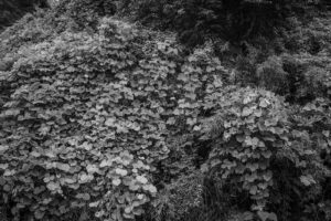 写真作品