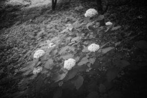 写真作品