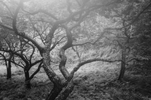 写真作品