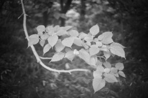 写真作品