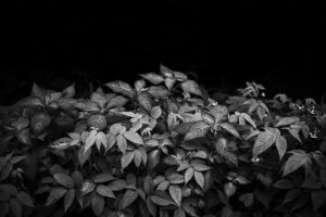 写真作品