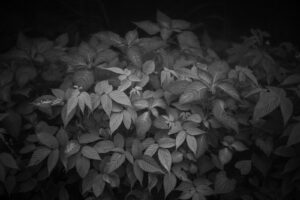 写真作品