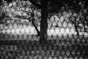 写真作品