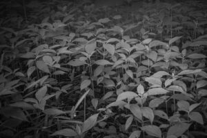 写真作品