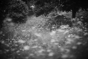 写真作品