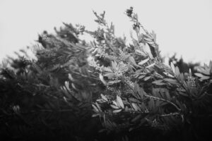 写真作品