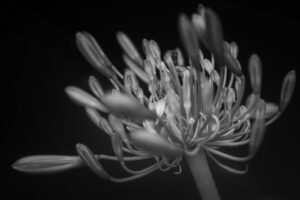 写真作品
