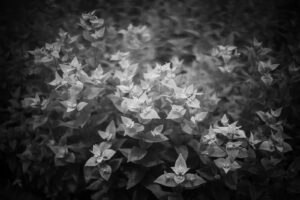 写真作品