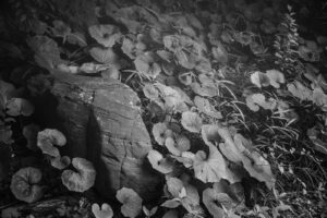 写真作品