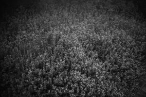 写真作品