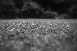 写真作品
