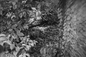 写真作品