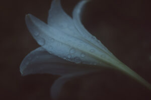 写真作品