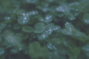 写真作品