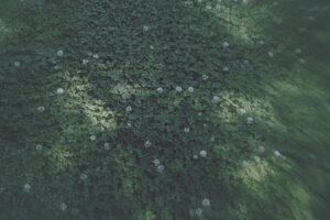 写真作品