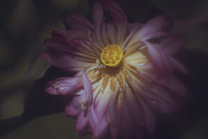 写真作品