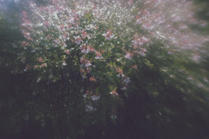 写真作品