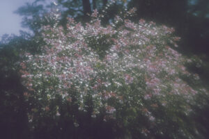 写真作品