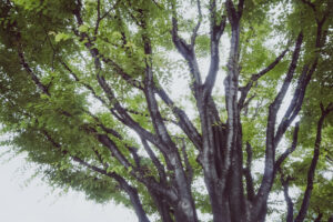 写真作品
