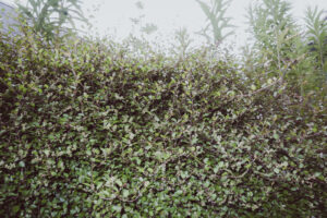 写真作品
