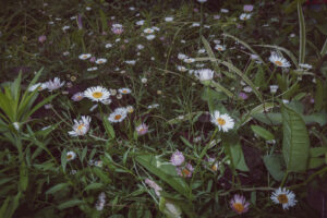 写真作品