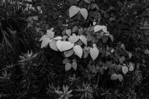 写真作品