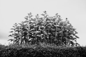 写真作品