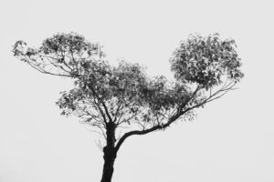 写真作品
