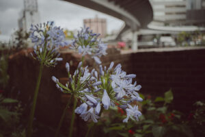 写真作品