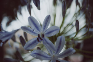 写真作品