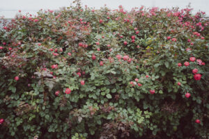 写真作品