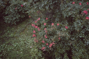写真作品