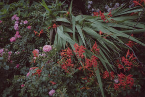 写真作品