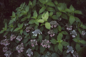 写真作品