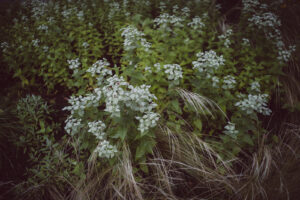 写真作品