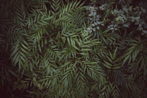 写真作品