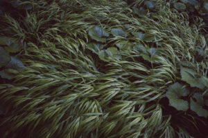 写真作品