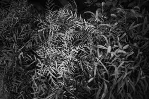 写真作品