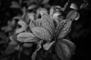 写真作品