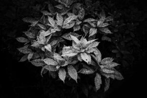 写真作品