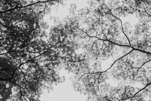 写真作品