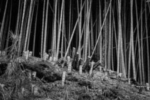 写真作品