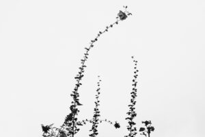 写真作品